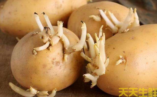 土豆發(fā)芽了還能吃嗎？(圖1)