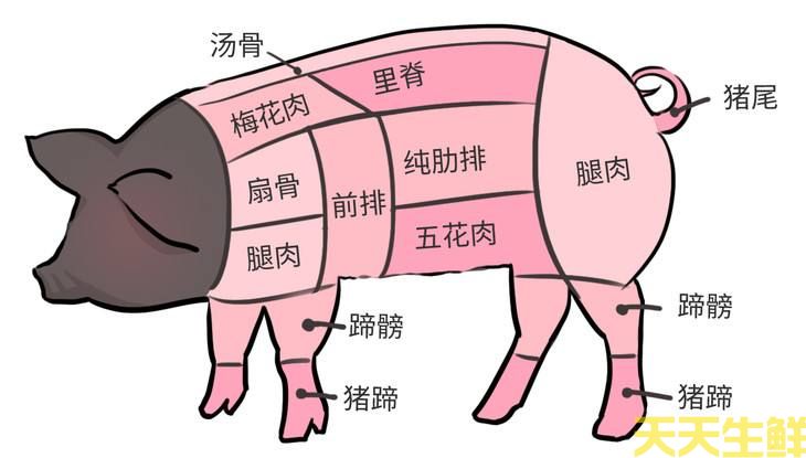 豬身上各部位圖片全解(圖2) 豬身上各部位圖片全解(圖2)