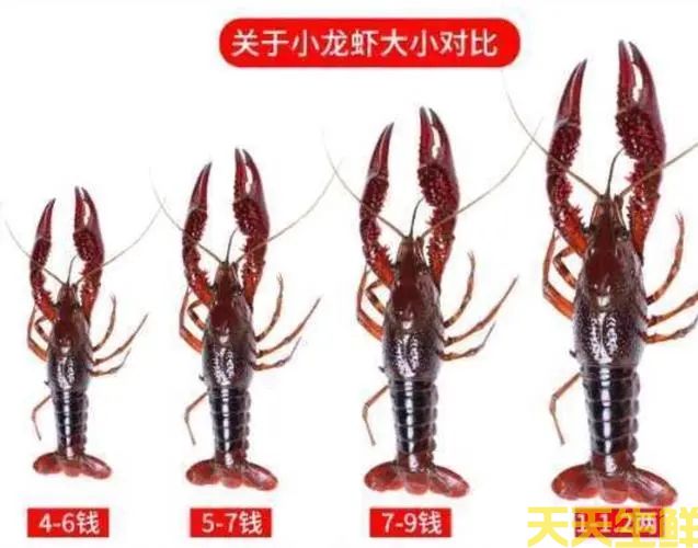 廣州送菜公司帶你詳細(xì)認(rèn)識小龍蝦(圖2) 廣州送菜公司帶你詳細(xì)認(rèn)識小龍蝦(圖2)