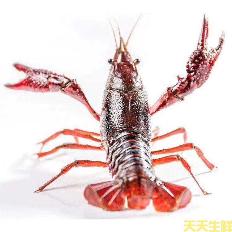 廣州送菜公司帶你詳細(xì)認(rèn)識小龍蝦(圖11) 廣州送菜公司帶你詳細(xì)認(rèn)識小龍蝦(圖11)