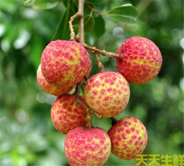 荔枝的品種有哪些？廣州蔬菜配送公司科普(圖8)