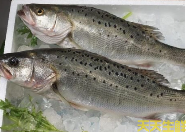 廣州蔬菜配送公司分享：河鱸魚和海鱸魚的區(qū)別？(圖2)